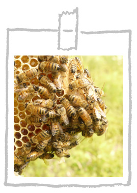 働き蜂の特性を利用